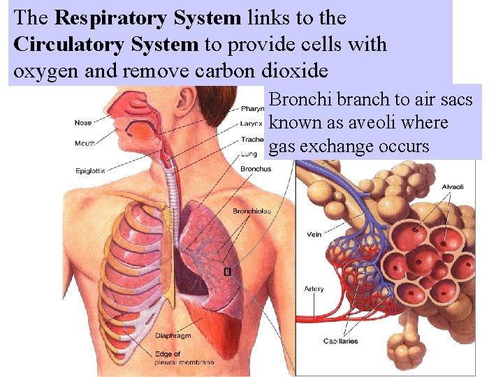 The Respiratory System links to the Figure 37 -13 The Respiratory System Circulatory System