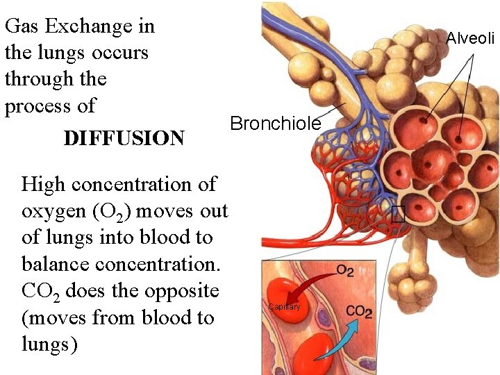 Gas Exchange in Section 37 -3 the lungs occurs through the process of DIFFUSION