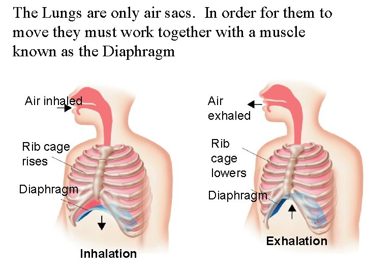 The Lungs are only air sacs. In order for them to Figure 37 -15