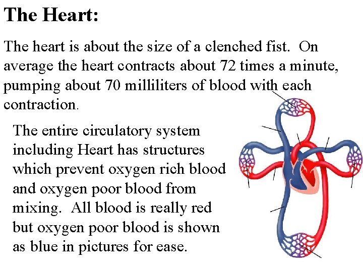 The Heart: The heart is about the size of a clenched fist. On average