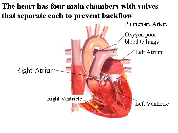 The heart has four main chambers with valves that separate each to prevent backflow