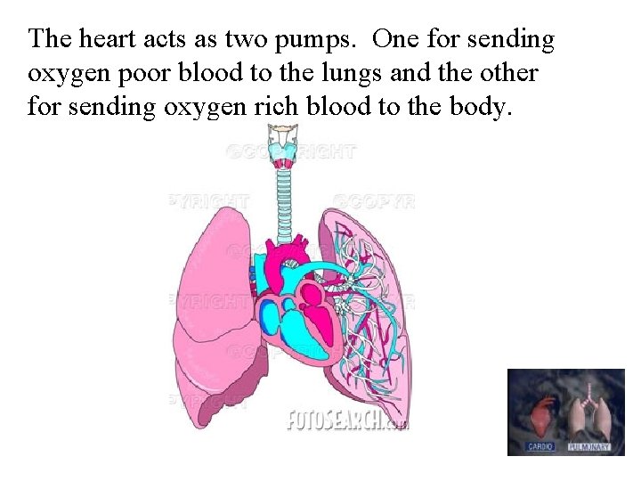 The heart acts as two pumps. One for sending oxygen poor blood to the