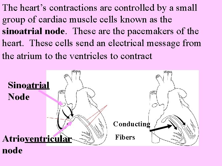 The heart’s contractions are controlled by a small group of cardiac muscle cells known