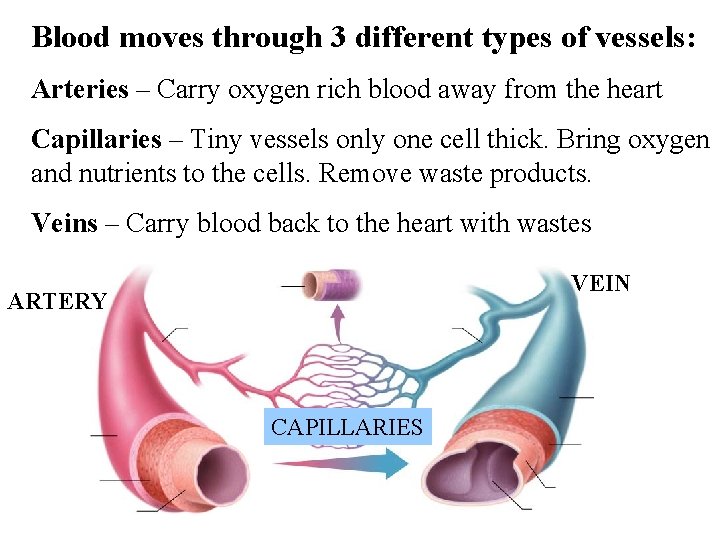 Blood moves through 3 different types of vessels: Arteries – Carry oxygen rich blood