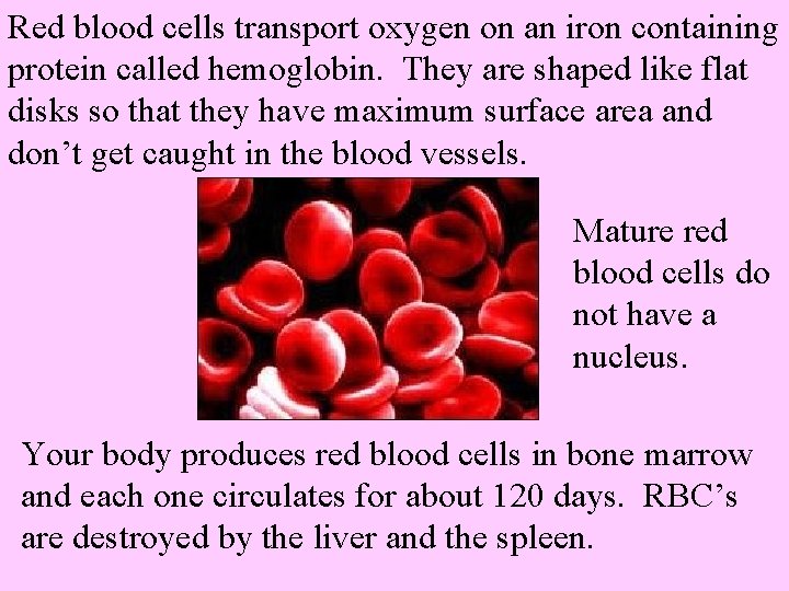 Red blood cells transport oxygen on an iron containing protein called hemoglobin. They are