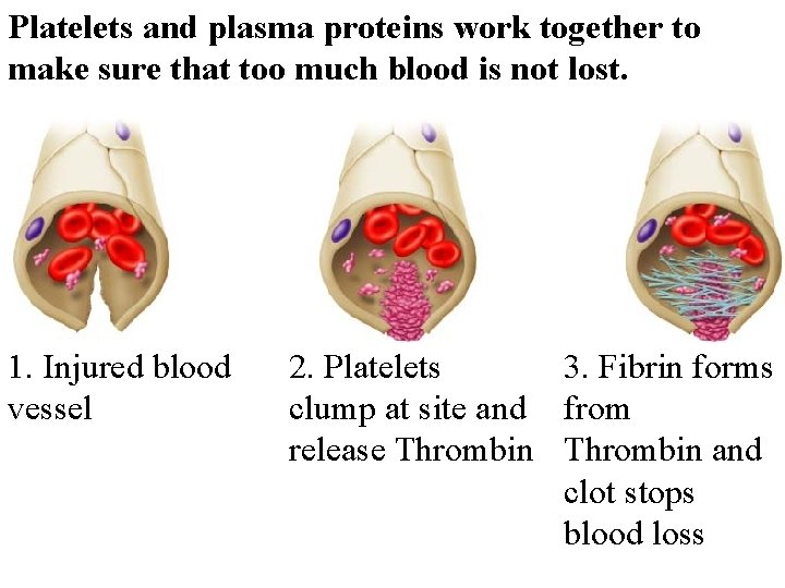 Platelets and plasma proteins work together to make sure that too much blood is