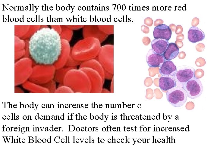 Normally the body contains 700 times more red blood cells than white blood cells.