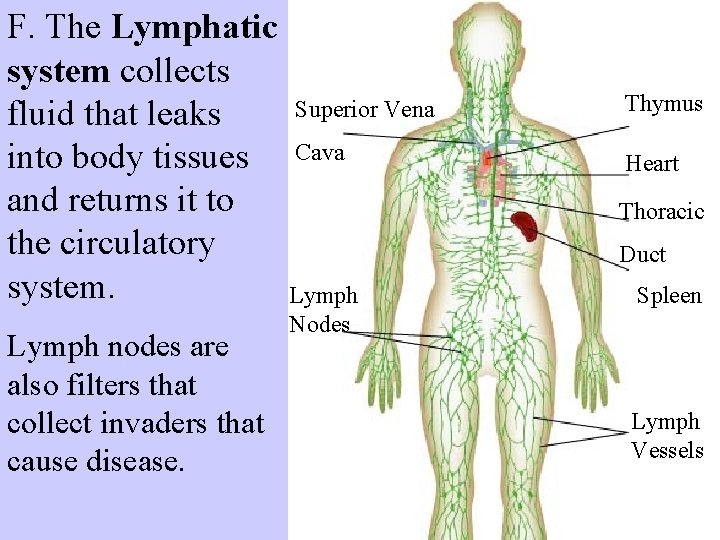 F. The Lymphatic system collects fluid that leaks into body tissues and returns it