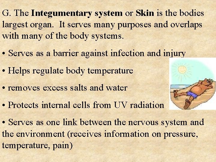 G. The Integumentary system or Skin is the bodies largest organ. It serves many