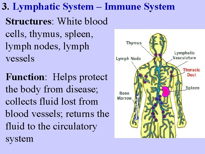 3. Lymphatic System – Immune System Structures: White blood cells, thymus, spleen, lymph nodes,