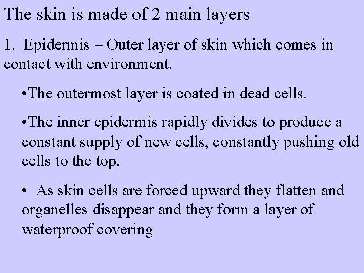 The skin is made of 2 main layers 1. Epidermis – Outer layer of