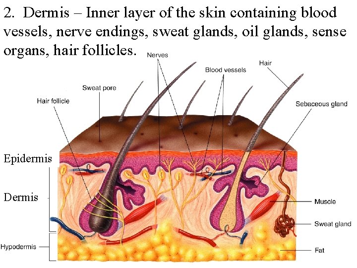 2. Dermis – Inner layer of the skin containing blood vessels, nerve endings, sweat