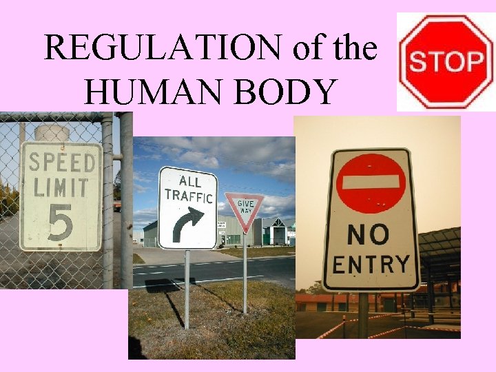 REGULATION of the HUMAN BODY 