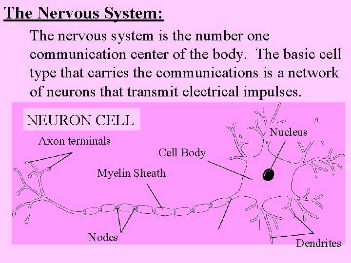 The Nervous System: The nervous system is the number one communication center of the