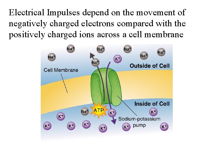 Electrical Impulses depend on the movement of negatively charged electrons compared with the positively