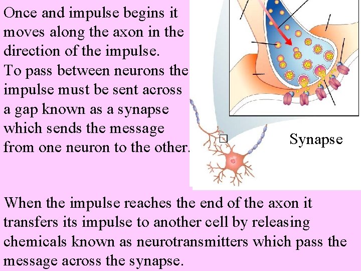 Once and impulse begins it moves along the axon in the direction of the
