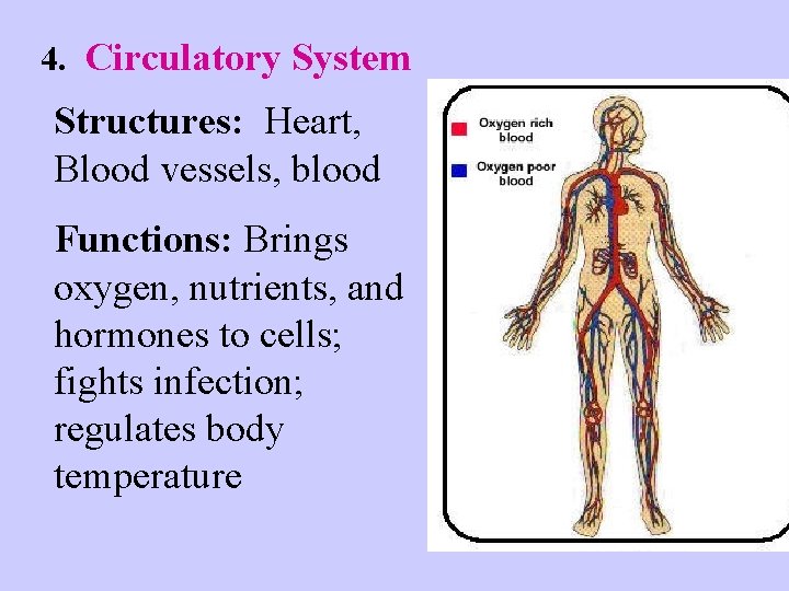4. Circulatory System Structures: Heart, Blood vessels, blood Functions: Brings oxygen, nutrients, and hormones