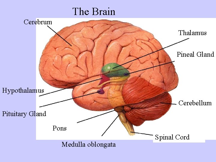 The Brain Cerebrum Thalamus Pineal Gland Hypothalamus Cerebellum Pituitary Gland Pons Medulla oblongata Spinal