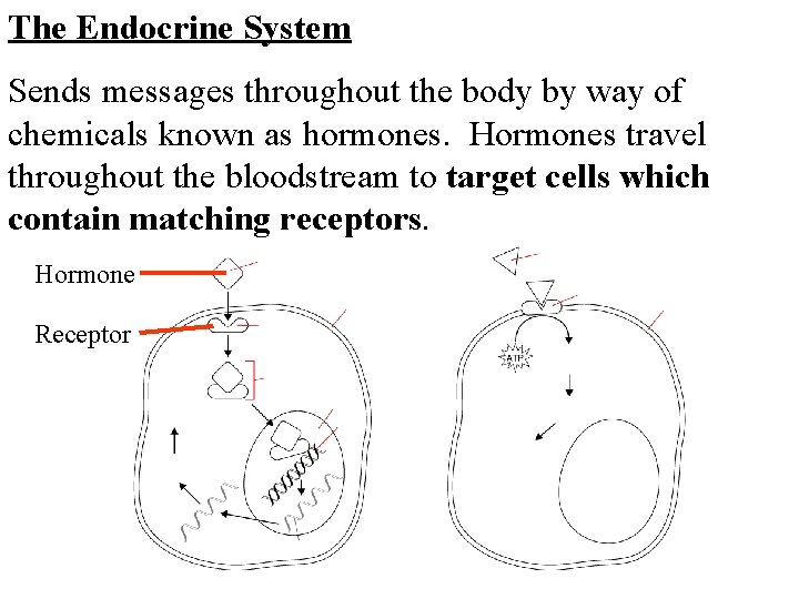 The Endocrine System Sends messages throughout the body by way of chemicals known as