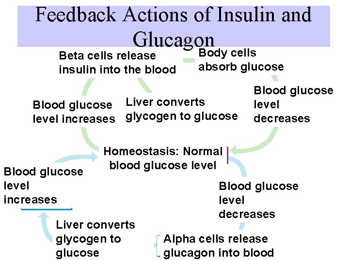 Feedback Actions of Insulin and Glucagon Body cells Beta cells release insulin into the