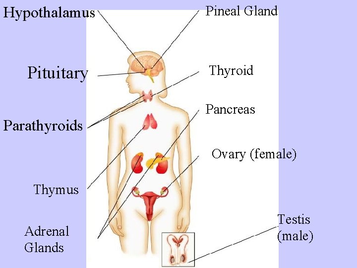 Hypothalamus Pituitary Parathyroids Pineal Gland Thyroid Pancreas Ovary (female) Thymus Adrenal Glands Testis (male)