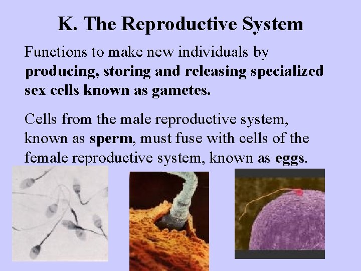 K. The Reproductive System Functions to make new individuals by producing, storing and releasing