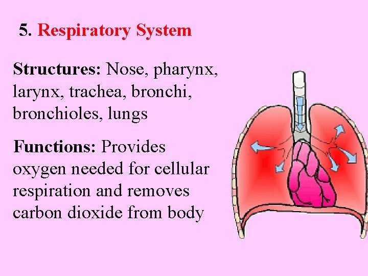 5. Respiratory System Structures: Nose, pharynx, larynx, trachea, bronchi, bronchioles, lungs Functions: Provides oxygen