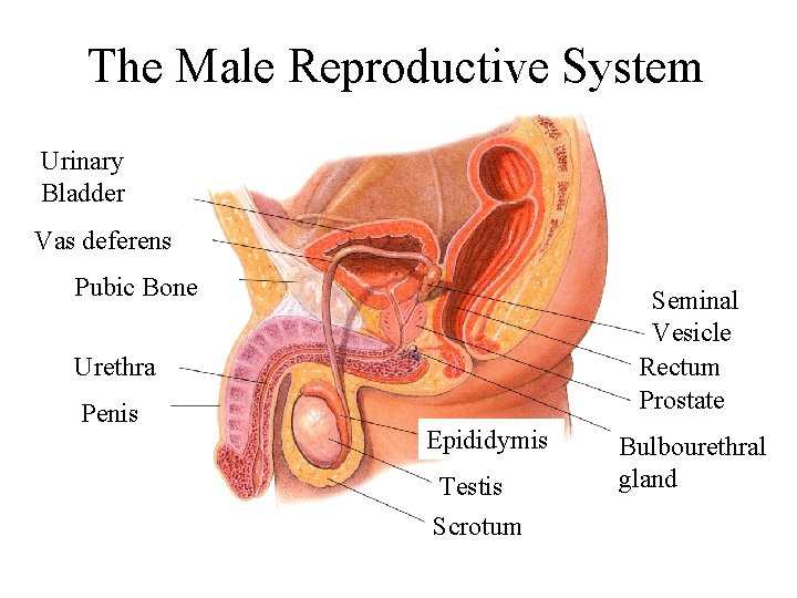 The Male Reproductive System Urinary Bladder Vas deferens Pubic Bone Seminal Vesicle Rectum Prostate