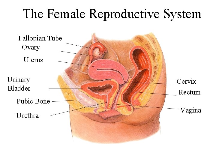 The Female Reproductive System Section 39 -3 Fallopian Tube Ovary Uterus Urinary Bladder Cervix