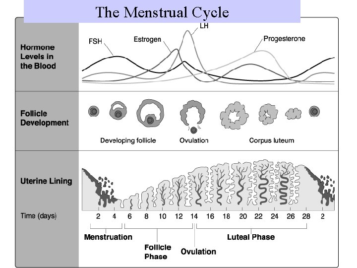 The Menstrual Cycle 
