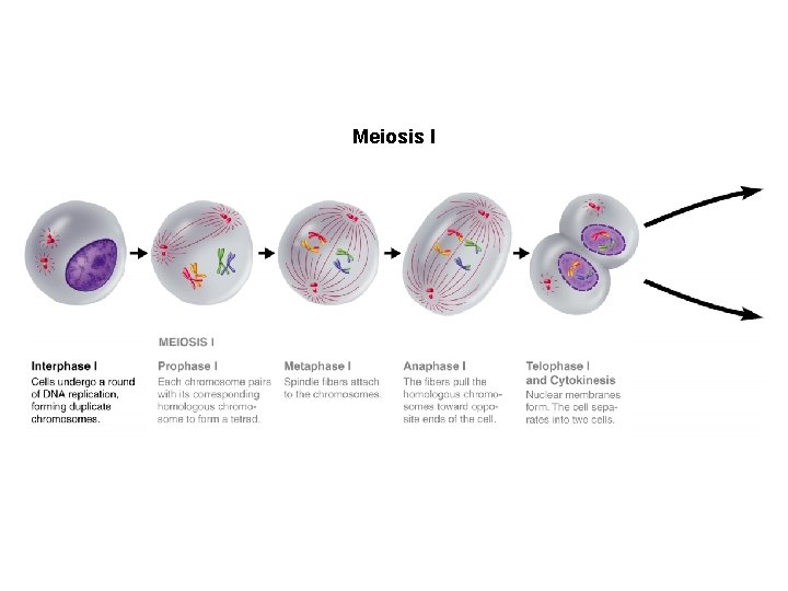 Figure 11 -15 Meiosis Section 11 -4 Meiosis I 