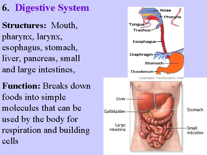 6. Digestive System Structures: Mouth, pharynx, larynx, esophagus, stomach, liver, pancreas, small and large