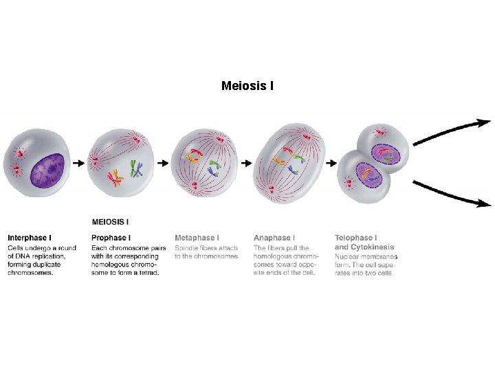Figure 11 -15 Meiosis Section 11 -4 Meiosis I 