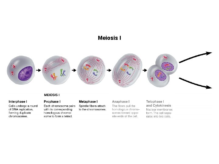 Figure 11 -15 Meiosis Section 11 -4 Meiosis I 