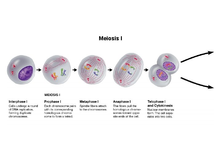 Figure 11 -15 Meiosis Section 11 -4 Meiosis I 