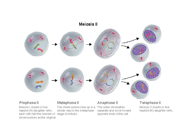 Figure 11 -17 Meiosis II Section 11 -4 Meiosis II Prophase II Metaphase II