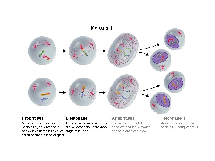 Figure 11 -17 Meiosis II Section 11 -4 Meiosis II Prophase II Metaphase II