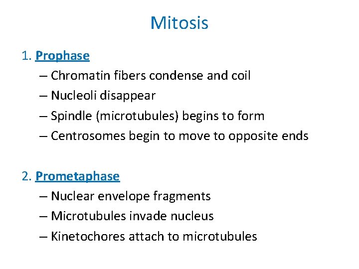 Mitosis 1. Prophase – Chromatin fibers condense and coil – Nucleoli disappear – Spindle