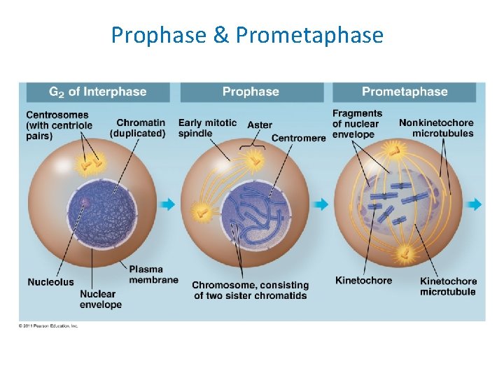 Prophase & Prometaphase 