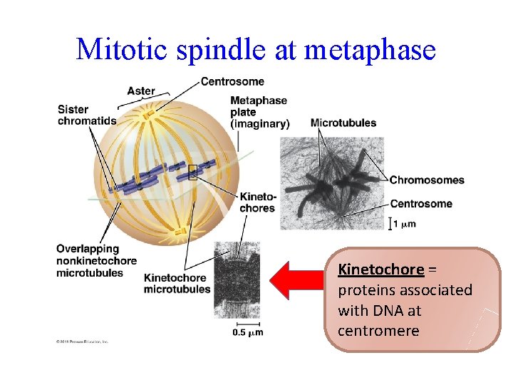 Mitotic spindle at metaphase Kinetochore = proteins associated with DNA at centromere 