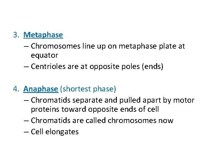 3. Metaphase – Chromosomes line up on metaphase plate at equator – Centrioles are