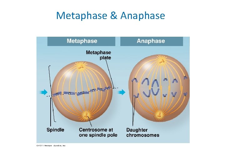 Metaphase & Anaphase 