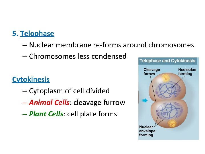 5. Telophase – Nuclear membrane re-forms around chromosomes – Chromosomes less condensed Cytokinesis –