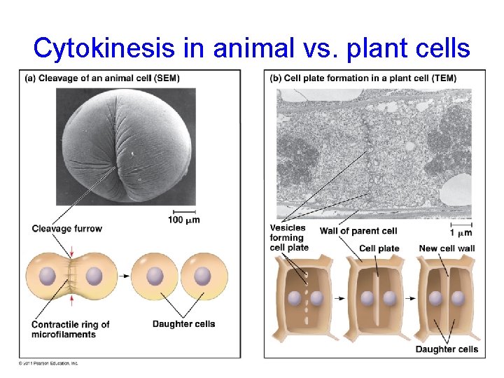 Cytokinesis in animal vs. plant cells 
