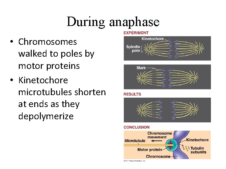 During anaphase • Chromosomes walked to poles by motor proteins • Kinetochore microtubules shorten