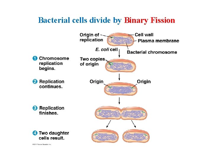 Bacterial cells divide by Binary Fission 