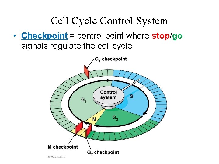 Cell Cycle Control System • Checkpoint = control point where stop/go signals regulate the