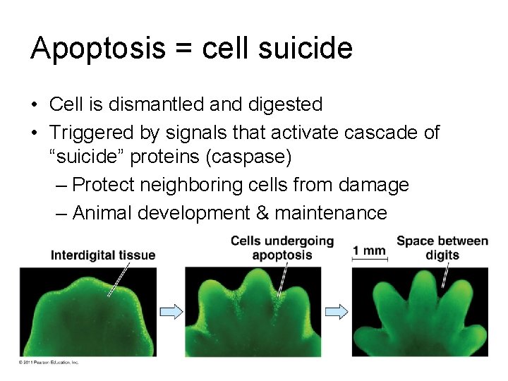 Apoptosis = cell suicide • Cell is dismantled and digested • Triggered by signals