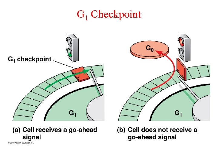 G 1 Checkpoint 