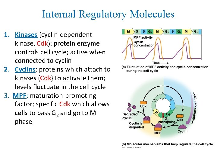 Internal Regulatory Molecules 1. Kinases (cyclin-dependent kinase, Cdk): protein enzyme controls cell cycle; active